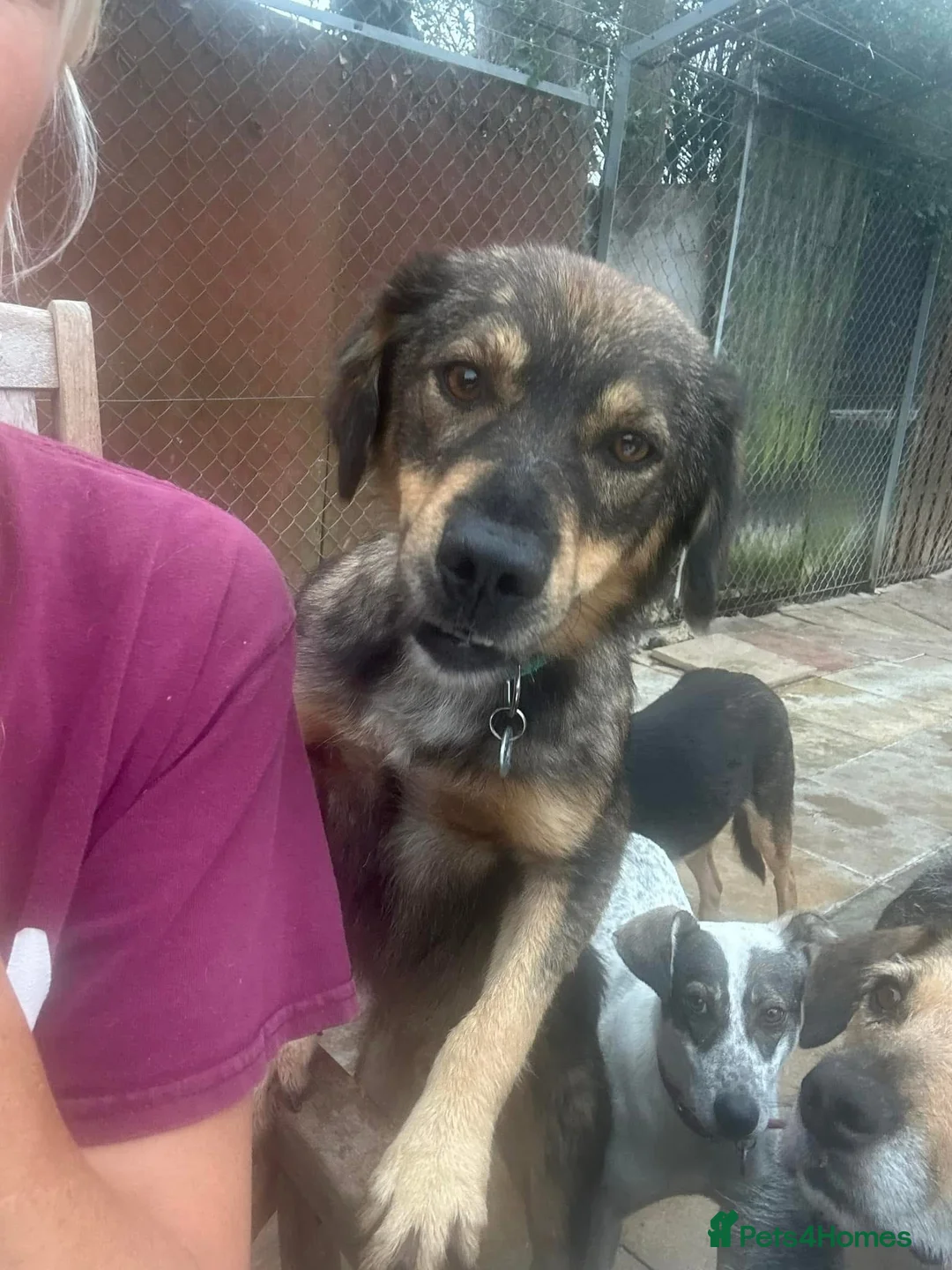 Mixed Breed dogs for adoption: Hovis - Norwich Norfolk  in Norwich - Advert 20