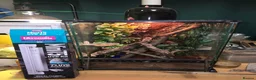Gecko reptiles for sale: Gorgeous baby Crested Gecko and tank - Advert 6