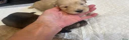 Doxiepoo dogs for sale: (REDUCED) Three Stunning Daxi Poo Puppies in Par - Advert 10