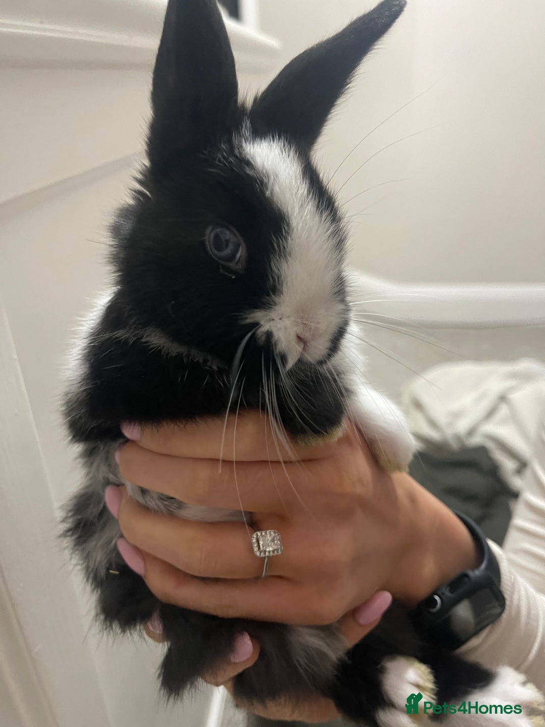Mini Lop rabbits for sale: Baby Mini Lop rabbits for sale - ready to go!  - Advert 2