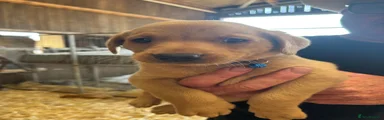 Labrador Retriever 1