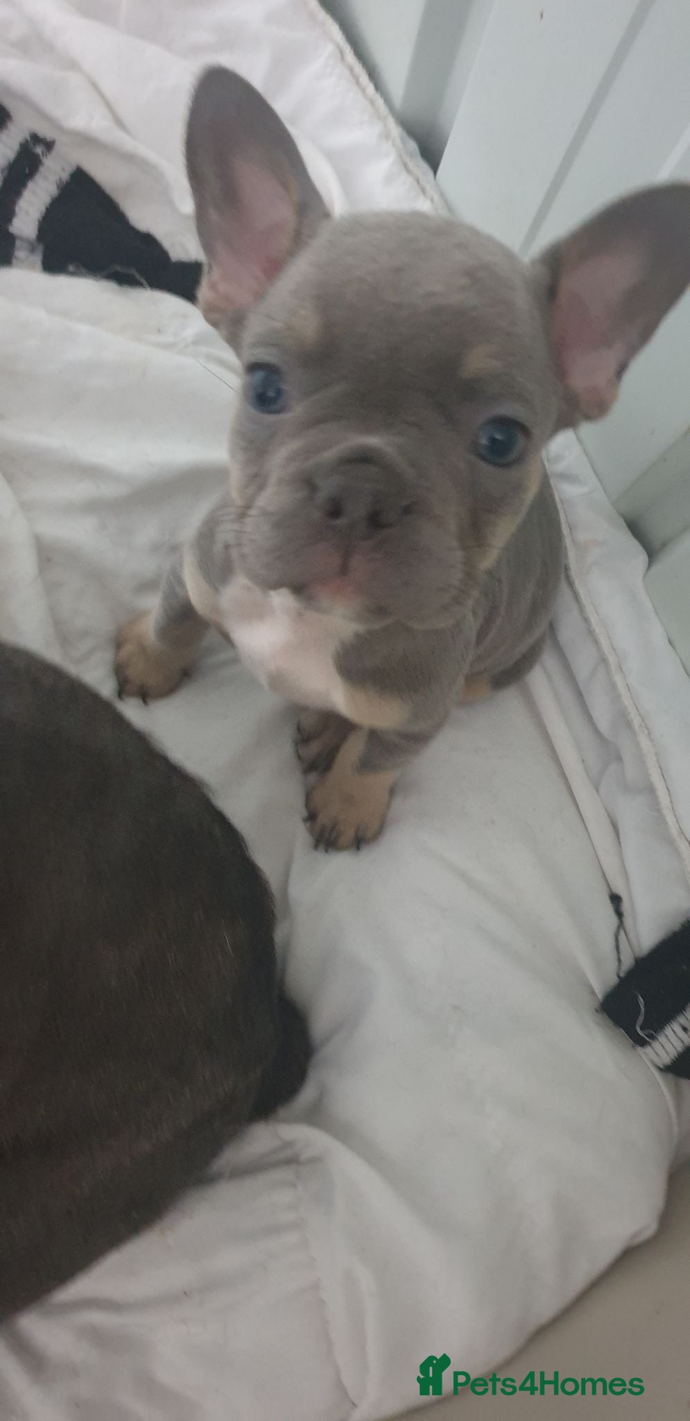 French Bulldog dogs Frenchies puppies  - Advert 2