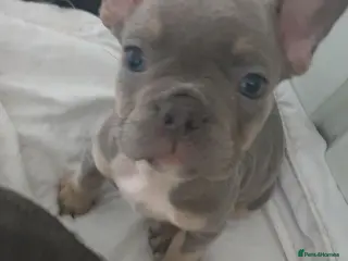 French Bulldog dogs Frenchies puppies - Advert 2