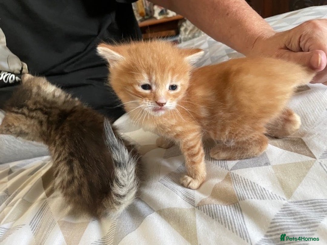 Mixed Breed cats for sale:  Fluffy Ginger Boy & Fluffy Tabby Girl Kitten - Image 6