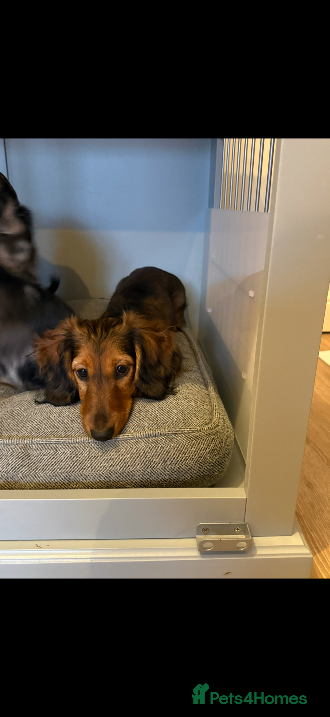 Dachshund dogs for sale: Hector and Ariana  - Advert 4