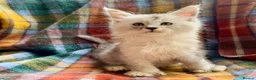 Maine Coon cats for sale: Silver Ticked Polydactyl Maine Coon Male - Advert 7