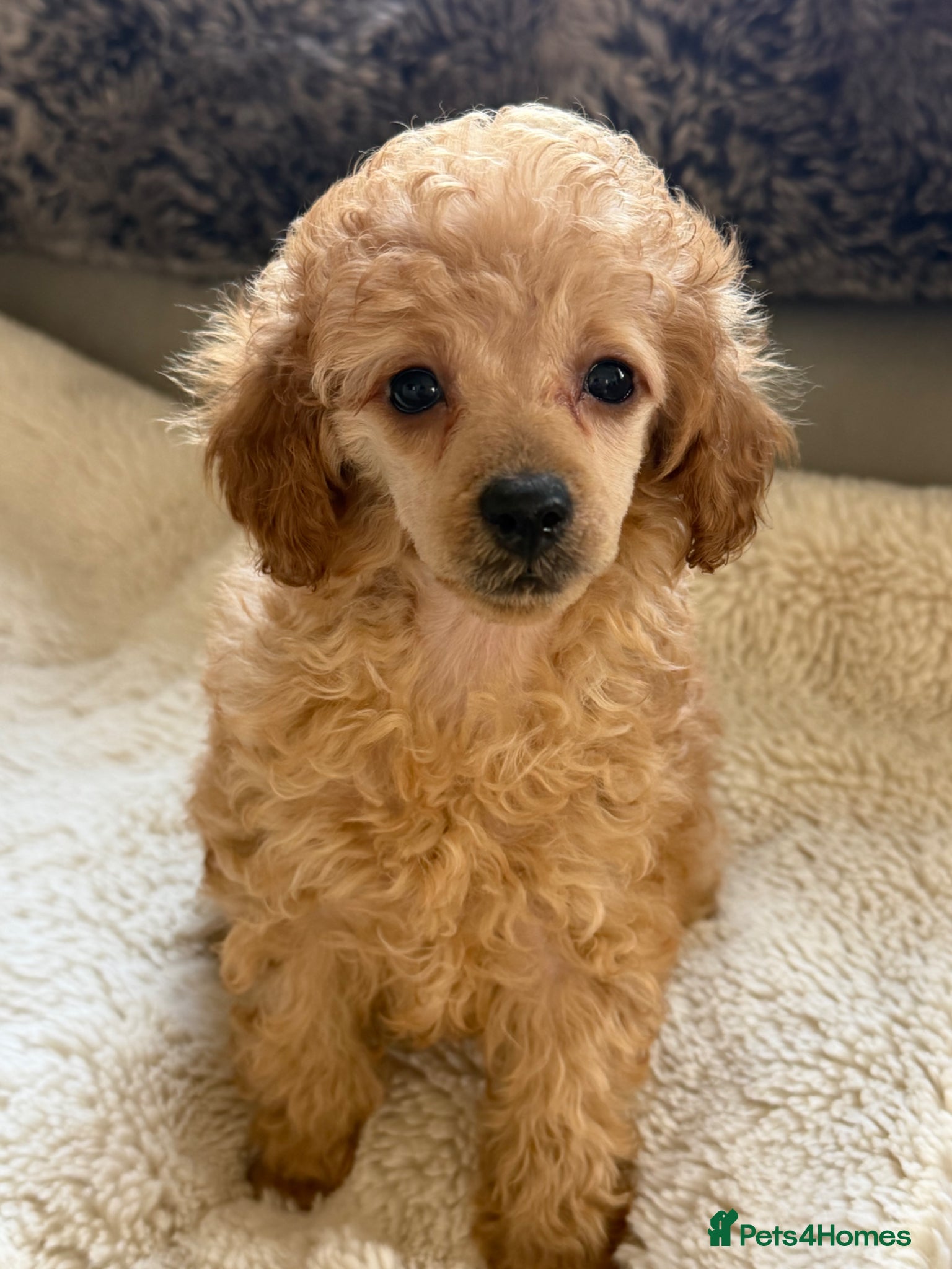 Toy Poodle dogs Toy poodle pups  - Advert 4