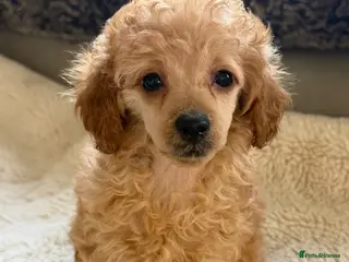 Toy Poodle dogs Toy poodle pups - Advert 2