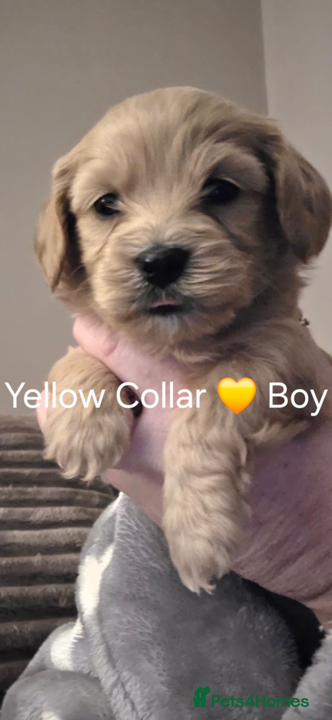 Mixed Breed dogs ✨️✨️ Stunning Cavapoochon Puppies ✨️✨️ - Advert 9