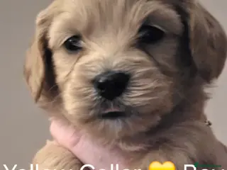 Mixed Breed dogs ✨️✨️ Stunning Cavapoochon Puppies ✨️✨️ - Advert 9