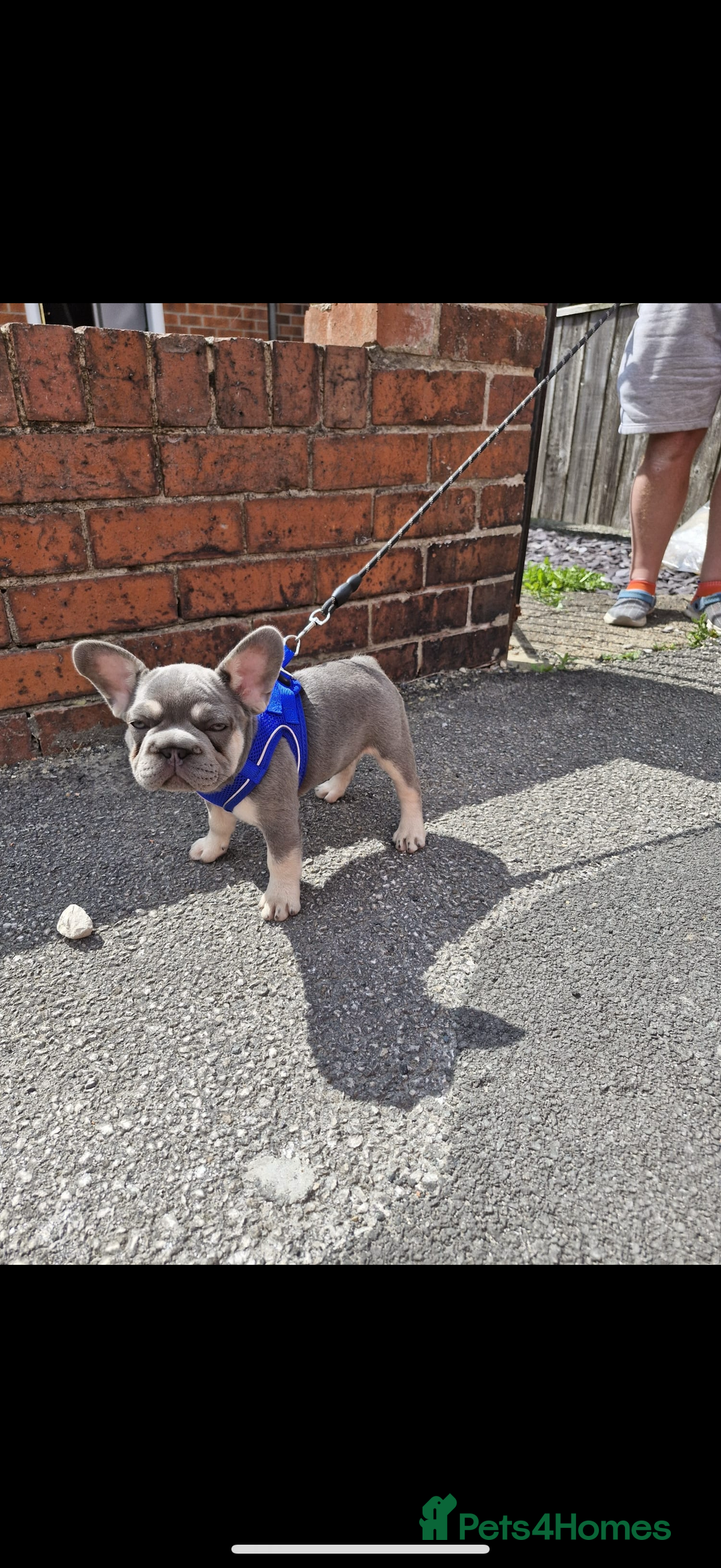 French Bulldog dogs for sale: ** frenchies  - Image 20