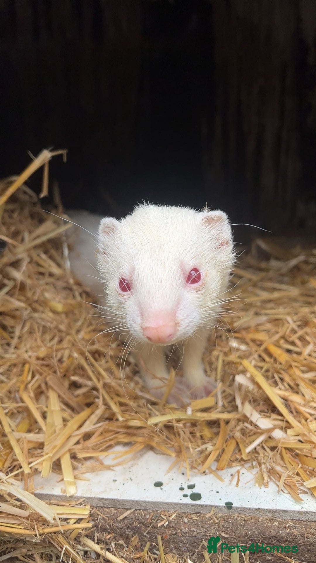 Ferret rodents for sale: ferret kits for sale  - Image 7