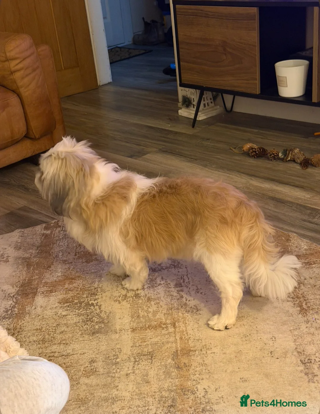 Mixed Breed dogs for stud: Mixed breed shih tzu/lassa- (Free)   - Advert 5