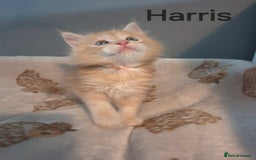 Maine Coon cats for sale: Gorgeous maine coon kittens - Image 16