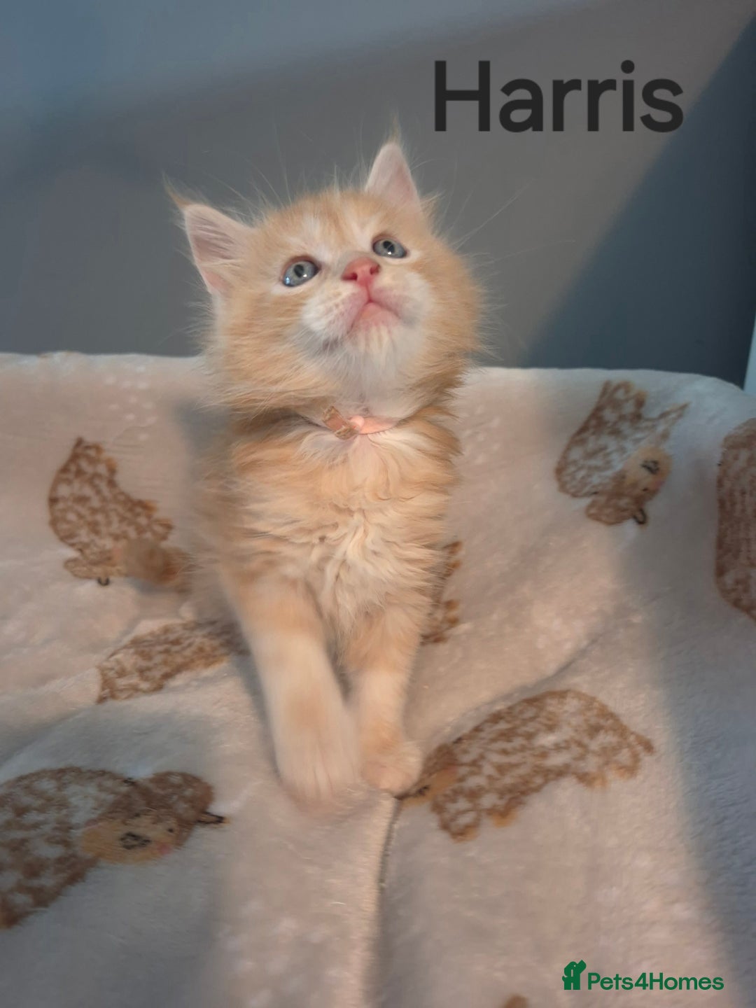 Maine Coon cats for sale: Gorgeous maine coon kittens - Image 16