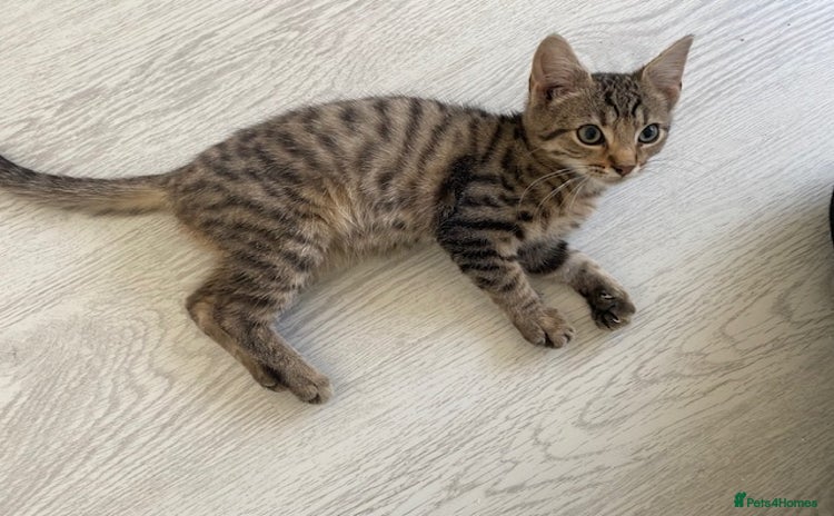 Bengal cats - Advert 1