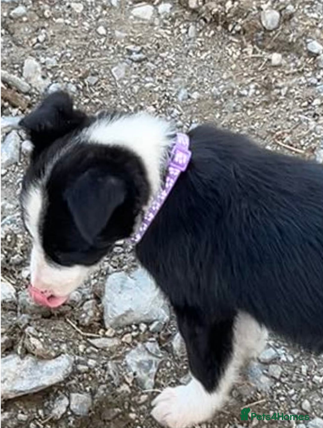 Border Collie dogs for sale: Gorgeous Border Collie pups - Image 15