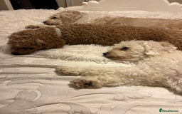 Cavapoochon dogs for sale: 2x Cavapoochon girls must go together  - Image 13