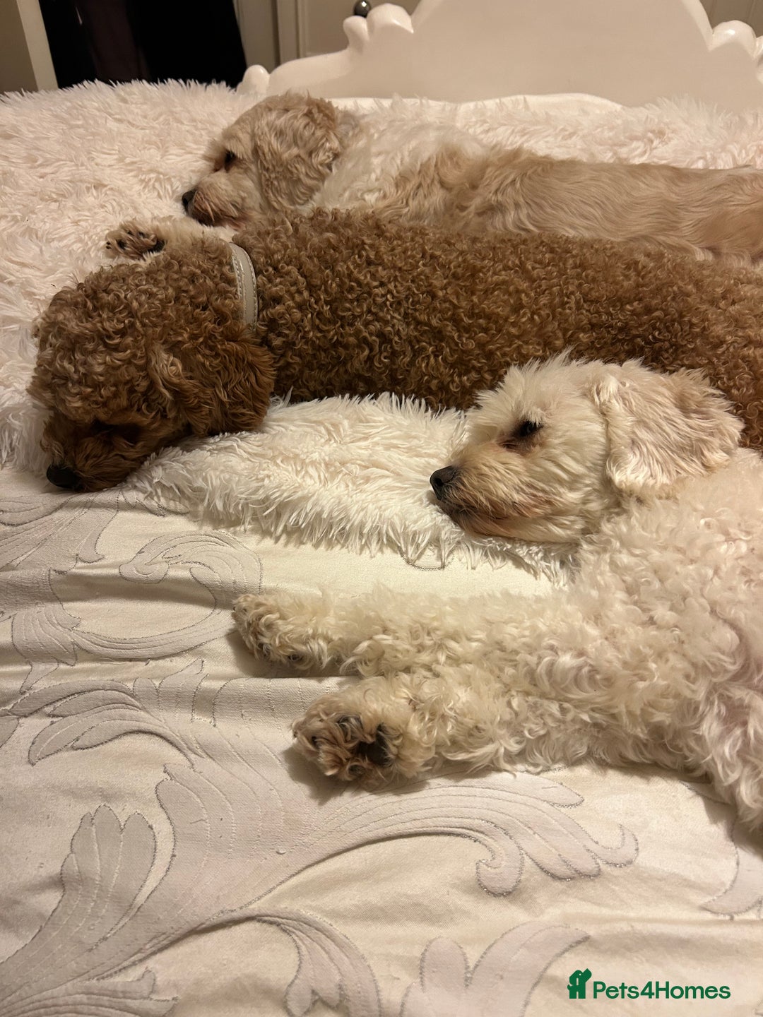 Cavapoochon dogs for sale: 2x Cavapoochon girls must go together  - Image 13