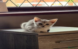 Mixed Breed cats for sale: Cutest kittens!  - Image 2
