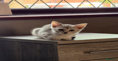 Mixed Breed cats - Advert 2