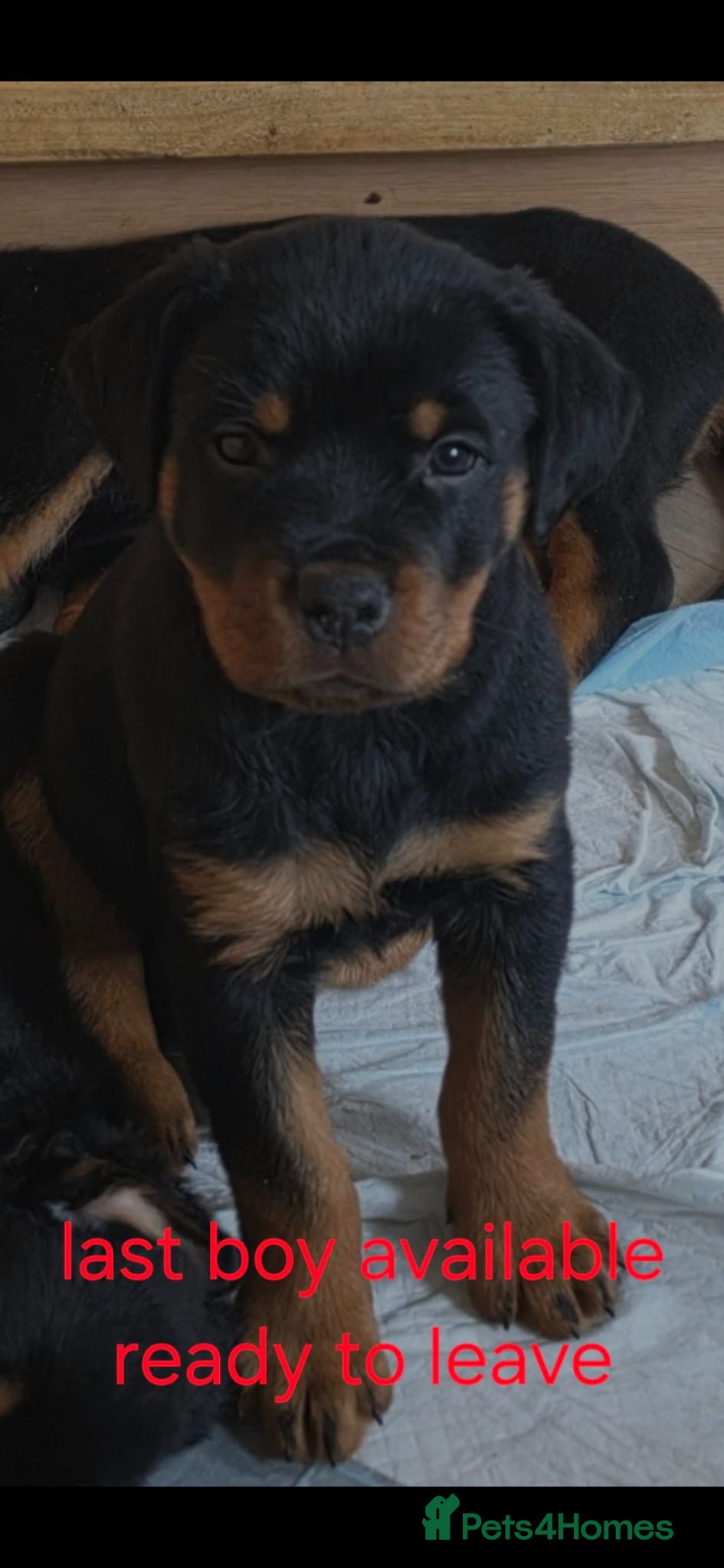 Rottweiler dogs Rottweiler puppy ready now ☆ 1 boy - Advert 1