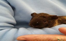 Guinea Pig rodents for sale: Fluffy guinea pigs for sale £35 - Image 2