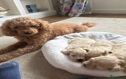 Maltipoo dogs for sale: Gorgeous Maltipoo puppies  - Advert 2