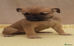 Lurcher dogs for sale: Lurcher puppies for sale.  - Image 10