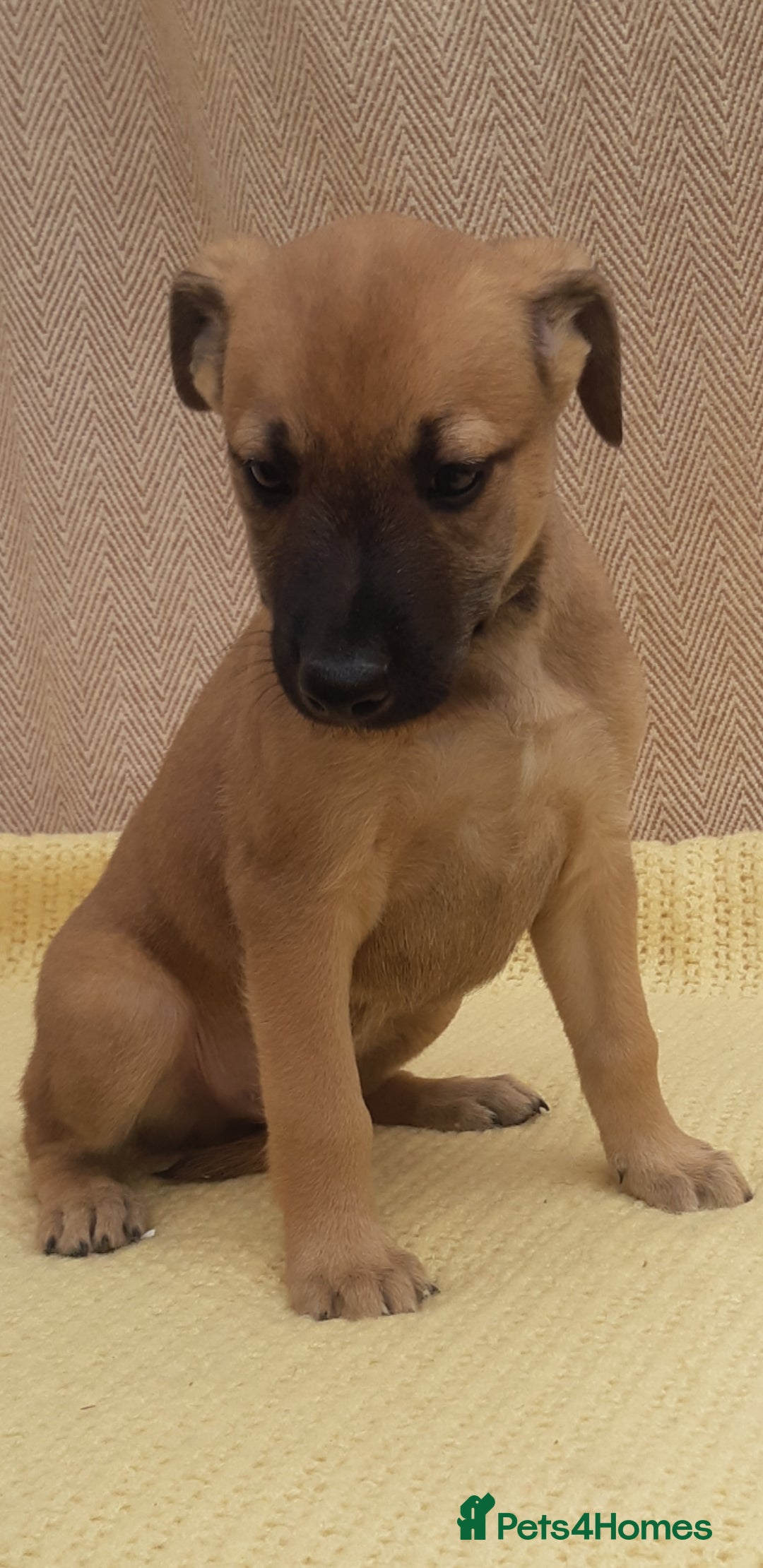 Lurcher dogs for sale: Lurcher puppies for sale.  - Image 10