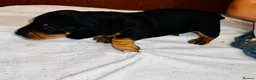 Dachshund dogs for sale: Miniature dachshunds in Derby - Advert 5