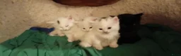 British Shorthair cats for sale: 4 super cute fluffy kittens  - Advert 21