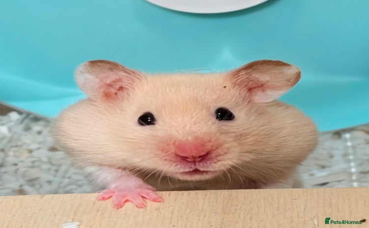 Hamster rodents - Advert 1