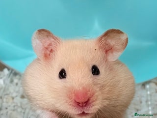 Hamster rodents - Advert 15