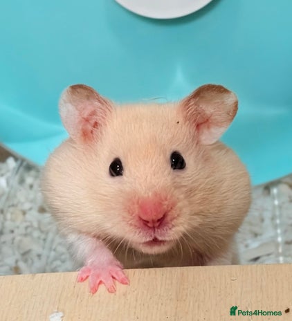 Hamster rodents - Advert 2