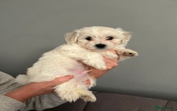 Mixed Breed dogs for sale: 4 Beautiful Maltichon Puppies. - Advert 7