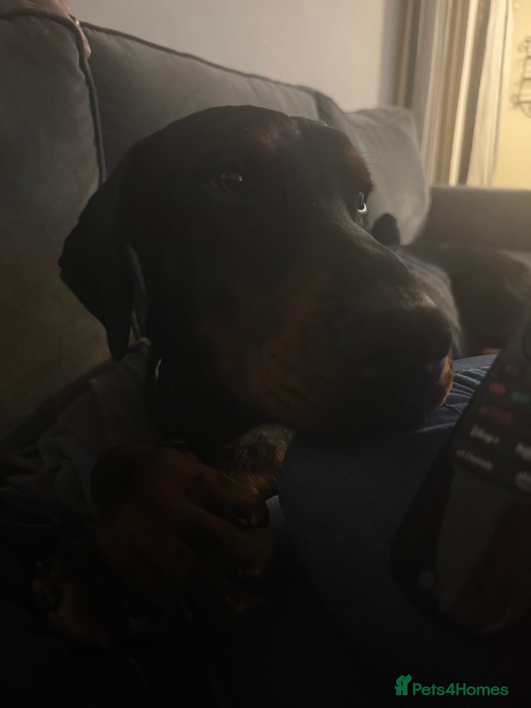 Dobermann dogs for sale: Male Doberman for Sale - Advert 6
