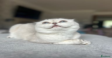 Scottish Fold cats - Advert 2