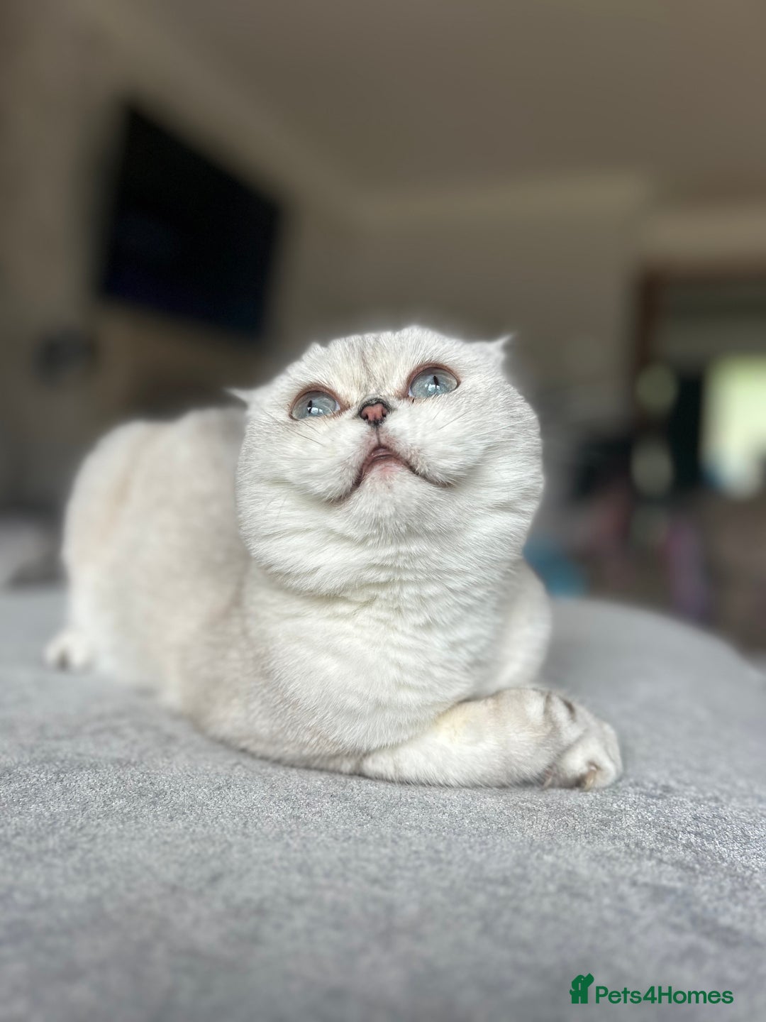 Scottish Fold cats for sale: TICA Active Queen  - Image 3