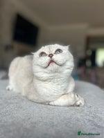 Scottish Fold cats - Advert 14