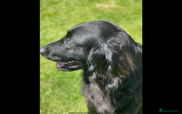 Flat coated Retriever dogs for sale: Female flat coat Retreiver  - Advert 1