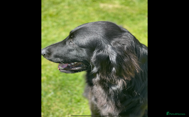 Flat coated Retriever dogs Female flat coat Retreiver  - Advert 3