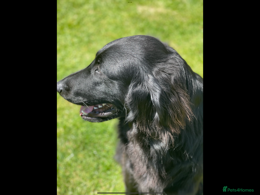 Flat coated Retriever dogs for sale: Female flat coat Retreiver  - Advert 1