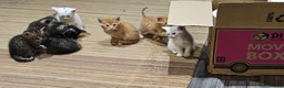 Mixed Breed cats for sale: 4 males and 4 female kittens   - Advert 17