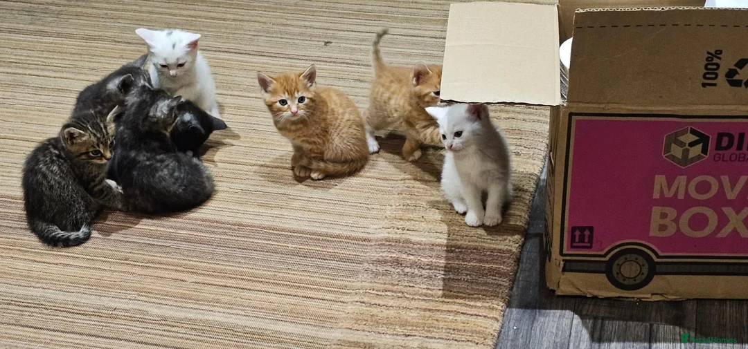 Mixed Breed cats for sale: 4 males and 4 female kittens   - Advert 17