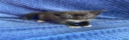 Maine Coon cats for sale: Mainecoon x  - Advert 14