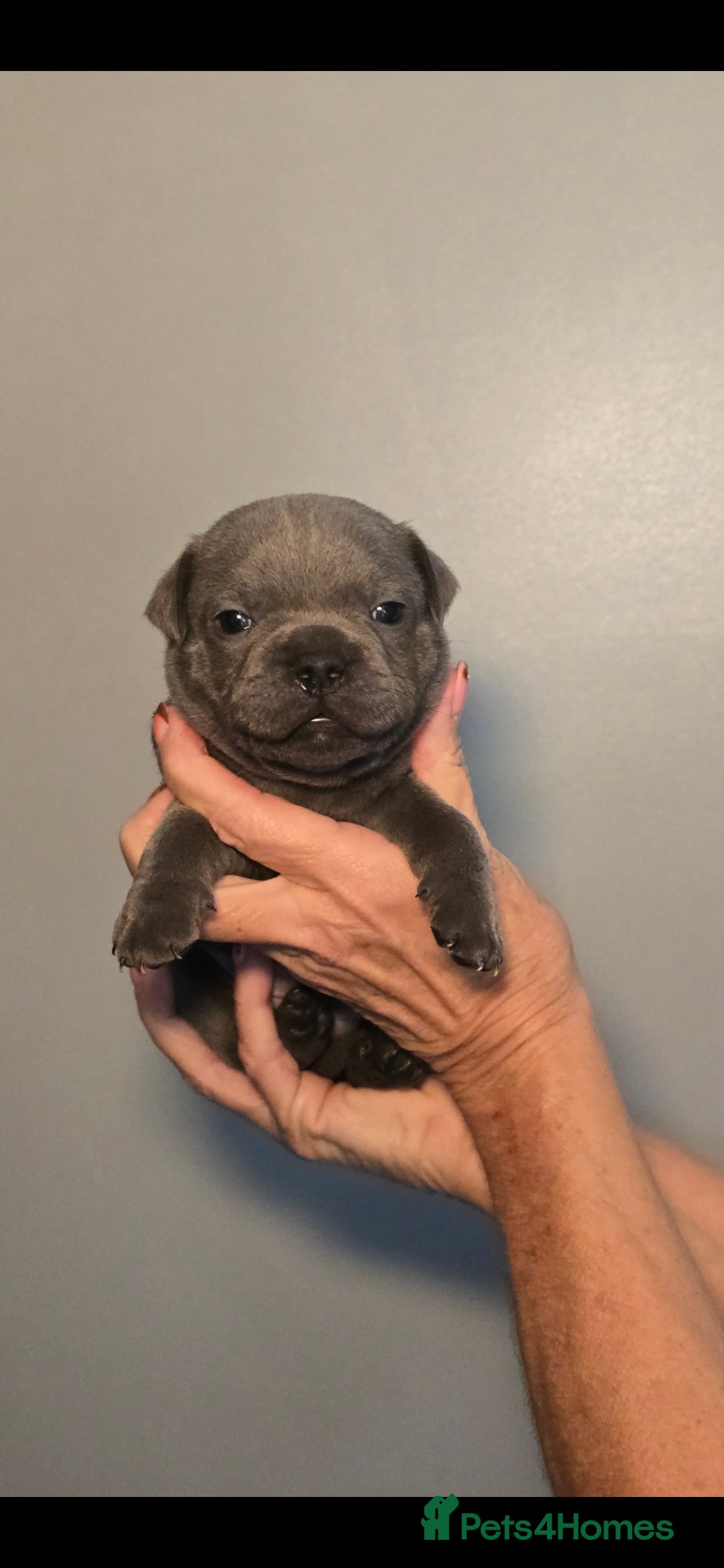 Staffordshire Bull Terrier dogs Blue staffie pups 🐶  - Advert 2