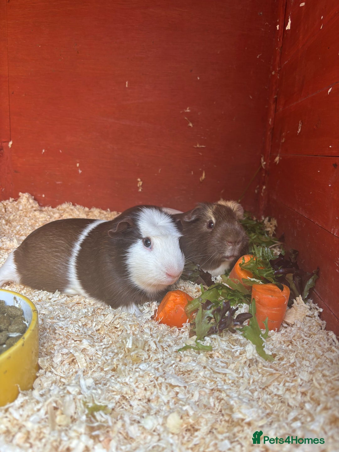 Guinea Pig rodents for sale: 2 Male Guinea Pigs For Sale - Advert 2
