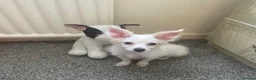 Maltese dogs for sale: Malchi Female Puppy Ready Now  - Advert 3