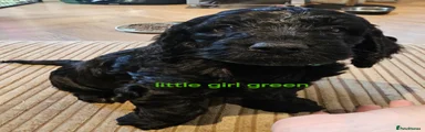 Cockapoo 7